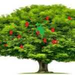 1arbol1vida